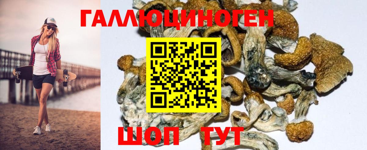 Псилоцибиновые грибы Psilocybe Усолье-Сибирское